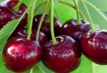 იმპორტირებული ბალი- სტატისტიკა და ღირებულება