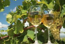 რომელმა ქვეყანამ უმასპინძლა ქართული ღვინის ფესტივალს