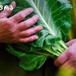 7 გზა თევზის იდეალურად შესაწვავად – შიგნიდან რბილი და წვნიანია, გარედან კი ხრაშუნა და ოქროსფერი. | შენი სუფრა