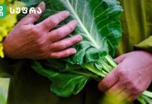 კეჟერა ფხლების მეფეა – ზურა შევარდნაძე