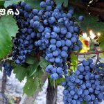 Home Food | შენი სუფრა