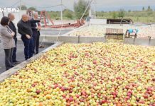 ვაშლის დაბინავება რეალიზაციის პროცესი