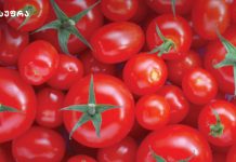 რაც გჭირდებათ: კასრის პომიდორი ზამთრისთვის, მკვრივი, პიკანტური, სასიამოვნოდ მჟავე!