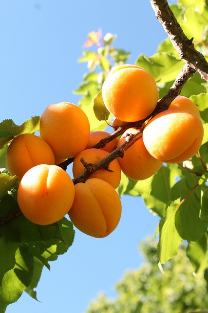 გარგარი