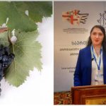 ქართული ვაზის ჯიშები, რომლებიც გადაშენების პირასაა და არ გვხვდება ღვინის ბაზარზე