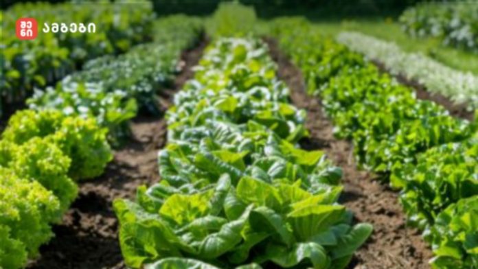 Rows of lush lettuce plants in neat cultivated beds bathed in sunlight on a farm field.