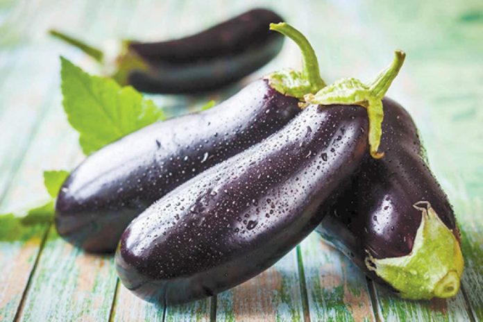 badrijani Fresh dark purple eggplants with green stems resting on a weathered green wooden table surface with droplets of water on their skin.