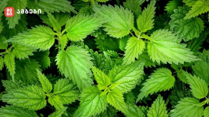 Close-up look at vibrant green serrated leaves overlapping in dense foliage.