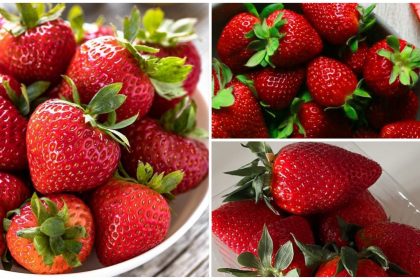 Collage of fresh strawberries: clustered in a bowl, loose berries with green leaves, and some in a plastic container.