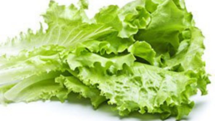 Loose-leaf green lettuce on a white background, fresh and crisp.